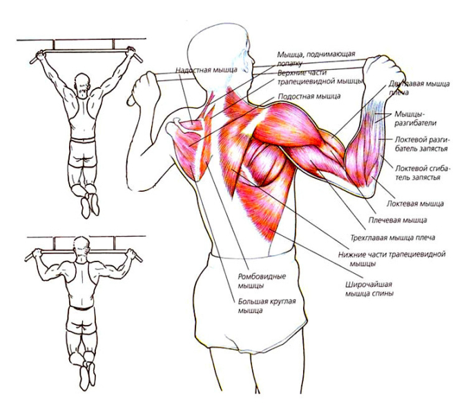 Какие мышцы работают при подтягивании на турнике